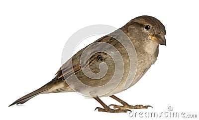 Female House Sparrow Stock Photo