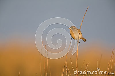 A female House sparrow Passer domesticus perched on a reed branch in the golden morning sun. Stock Photo