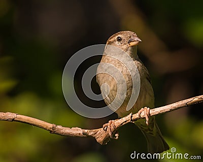 Female house sparrow Stock Photo