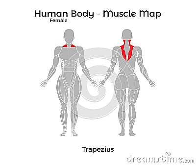 Female Human Body - Muscle map, Trapezius Vector Illustration