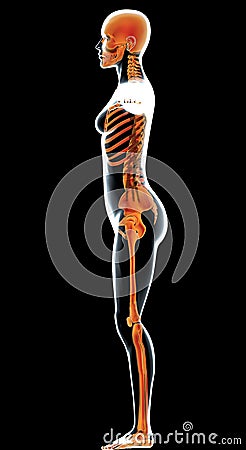 Female human body in profile and skeleton Stock Photo