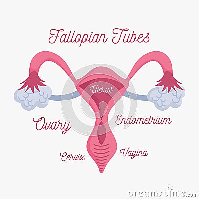 Female human reproductive system anatomy scheme Vector Illustration