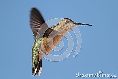 Female Hummingbird Stock Photo