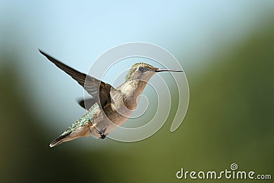 Female Hummingbird Stock Photo