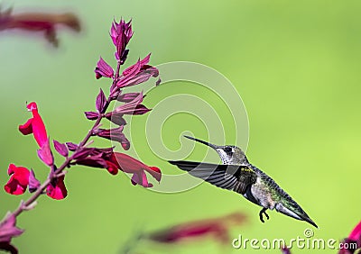 Female Hummingbird with wings spread hovers near pink honeysuckle plant Stock Photo