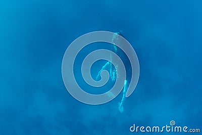 Female Humpback Whale Sleeping Vertically in Blue Water Stock Photo