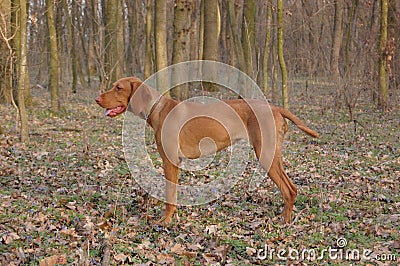 Female Hungarian Vizsla Stock Photo