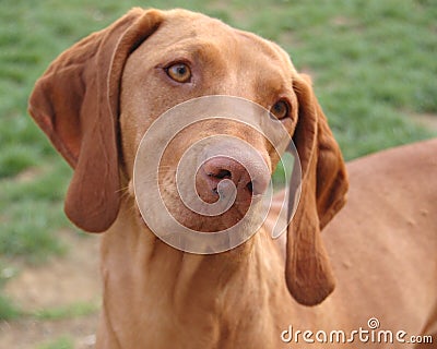 Female Hungarian Vizsla portrait Stock Photo