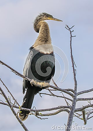 Female/immature Anhinga, Everglades National Park Stock Photo