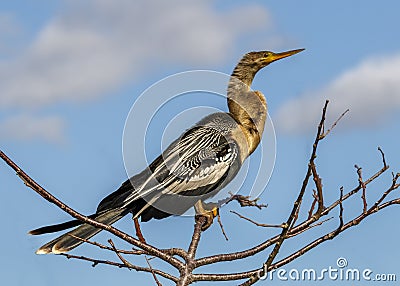 Female or Immature Anhinga, Florida Stock Photo