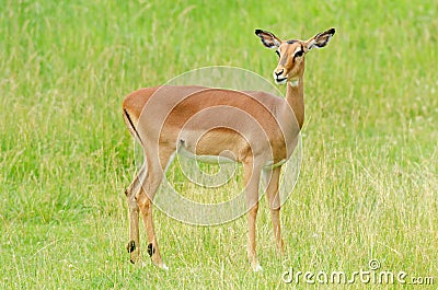 Female Impala Stock Photo