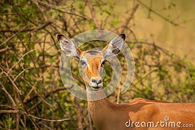 A female impala Aepyceros melampus looking alert, Lake Mburo National Park, Uganda. Stock Photo