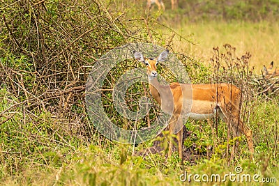 A female impala Aepyceros melampus looking alert, Lake Mburo National Park, Uganda. Stock Photo