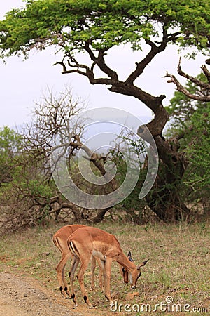 Female impala african tree