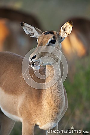 Female Impala - Botswana Stock Photo