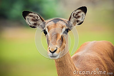 Female Impala Stock Photo