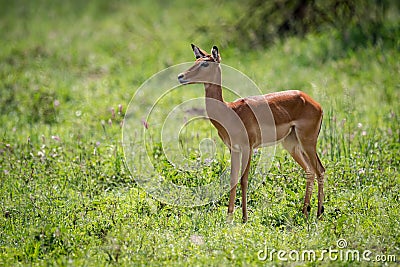 Female impala stands staring in long grass Stock Photo