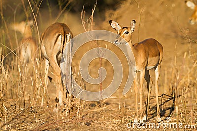 Female Impala (Aepyceros melampus) Stock Photo