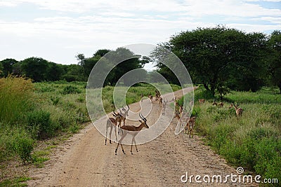 Female Impalas crossing the road in the Tarangire National Park Stock Photo