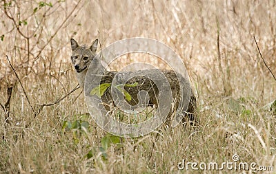 Female Indian Jackal in its habitat Stock Photo