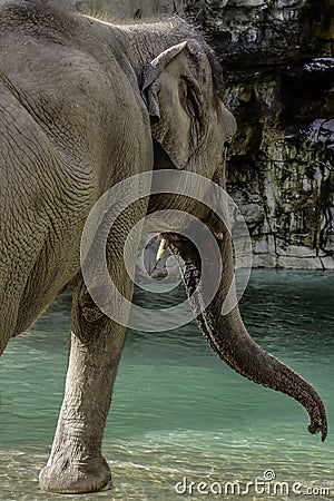 Asian Elephant cow Stock Photo