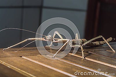 female insec stick on a wooden bench with copy space, Phasmatidae Stock Photo