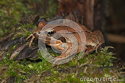 Female of Italian agile frog Rana latastei Stock Photo