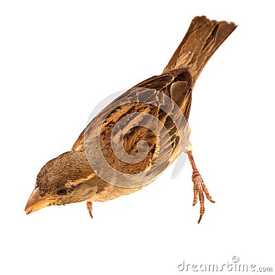 Female Italian Sparrow (passer italiae) Stock Photo