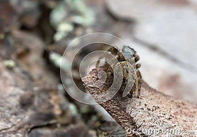 Female jumping spider, Evarcha falcata on pine bark Stock Photo