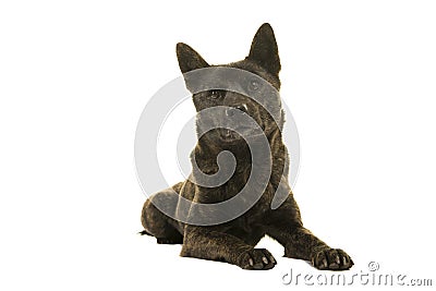 Kai Ken dog the national japanese breed lying down with her head up seen from the front isolated on a white background Stock Photo