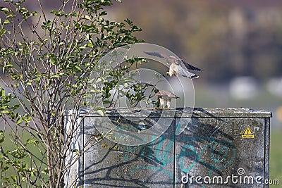 A female kestrel bird is ready to copulate when the male bird is flying from the back. Stock Photo