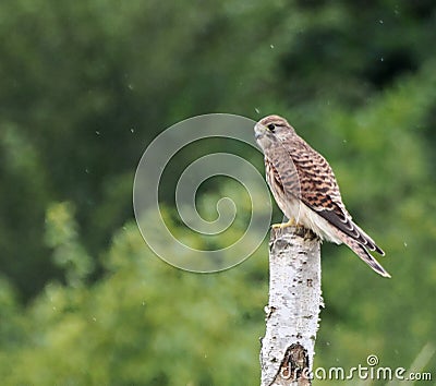 Female kestrel perching on tree stump in rain Stock Photo