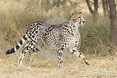 Female King Cheetah (Acinonyx jubatus), South Africa Stock Photo