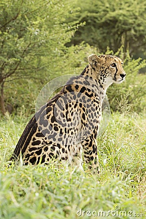 Female King Cheetah (Acinonyx jubatus) South Africa Stock Photo