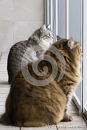 Beauty cats sitting outdoor, siberian purebred Stock Photo