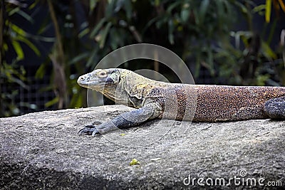 female Komodo Dragon, Varanus comodensis Stock Photo