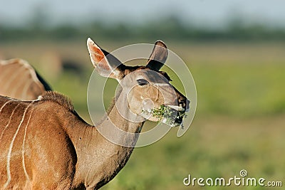 Female kudu antelope Stock Photo