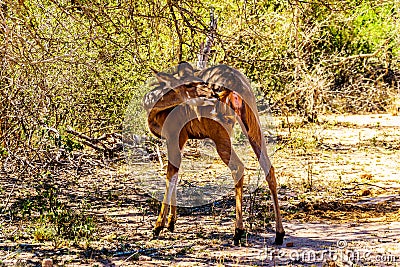 Female Kudu near Skukuza in Kruger National Park Stock Photo