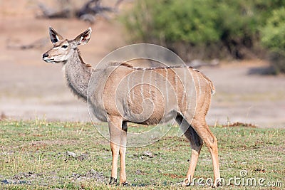 Female kudu Stock Photo