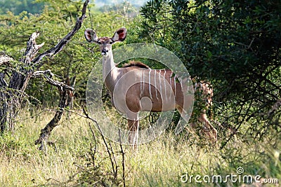 A female Kudu in a sunny patch Stock Photo