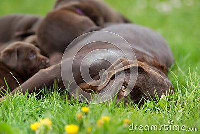 Female labrador retriever dog with puppies Stock Photo