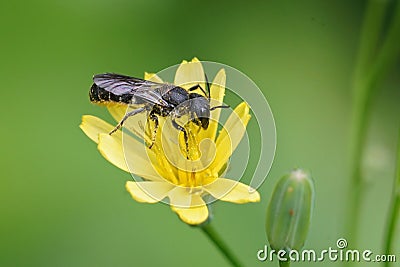 A female Large-headed Resin Bee, Heriades truncorum on a yellow Stock Photo