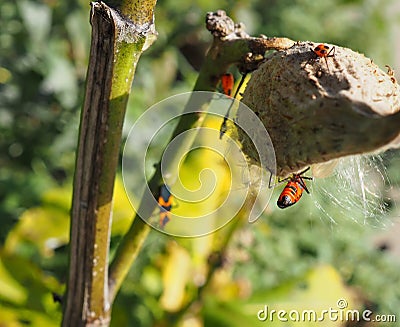 Female Large Milkweed Bug Stock Photo