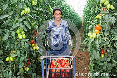 Female latino farmer puts red tomatoes in plastic box for sale Stock Photo