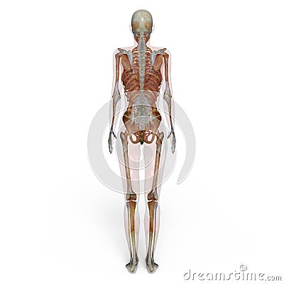 Female lay figure Stock Photo