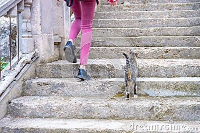 Female legs and little kitten climbing up on stair steps. Young tourist calling cute abandoned hungry kitten. Authentic lifestyle Stock Photo