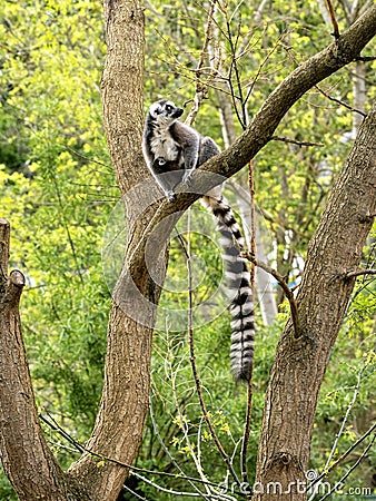 female Lemur catta, Ring-tailed Lemur, with her young sits high in a tree Stock Photo