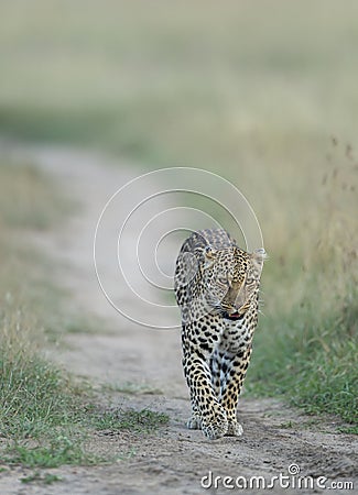 Female Leopard at Masai Mara Stock Photo