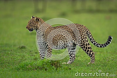 Female leopard stands staring ahead on grass Stock Photo