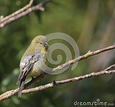 Female Lesser Goldfinch Stock Photo